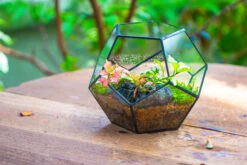 Handmade Silver Black Various Size Pentagon Glass Geometric Terrarium For Succulents Airplants Cacti -Glass Plant Store IMG 1802