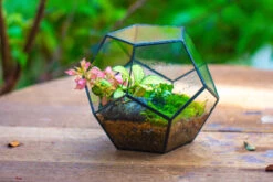 Handmade Silver Black Various Size Pentagon Glass Geometric Terrarium For Succulents Airplants Cacti -Glass Plant Store IMG 1803