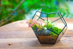 Handmade Silver Black Various Size Pentagon Glass Geometric Terrarium For Succulents Airplants Cacti -Glass Plant Store IMG 1805