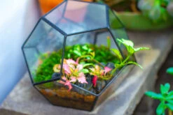 Handmade Silver Black Various Size Pentagon Glass Geometric Terrarium For Succulents Airplants Cacti -Glass Plant Store IMG 1806