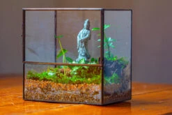 7x7 Inches Glass Terrarium With Side Door, For Moss 19 7x7 Inches Glass Terrarium With Side Door, For Moss -Glass Plant Store IMG 1957
