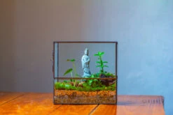 7x7 Inches Glass Terrarium With Side Door, For Moss 20 7x7 Inches Glass Terrarium With Side Door, For Moss -Glass Plant Store IMG 1958