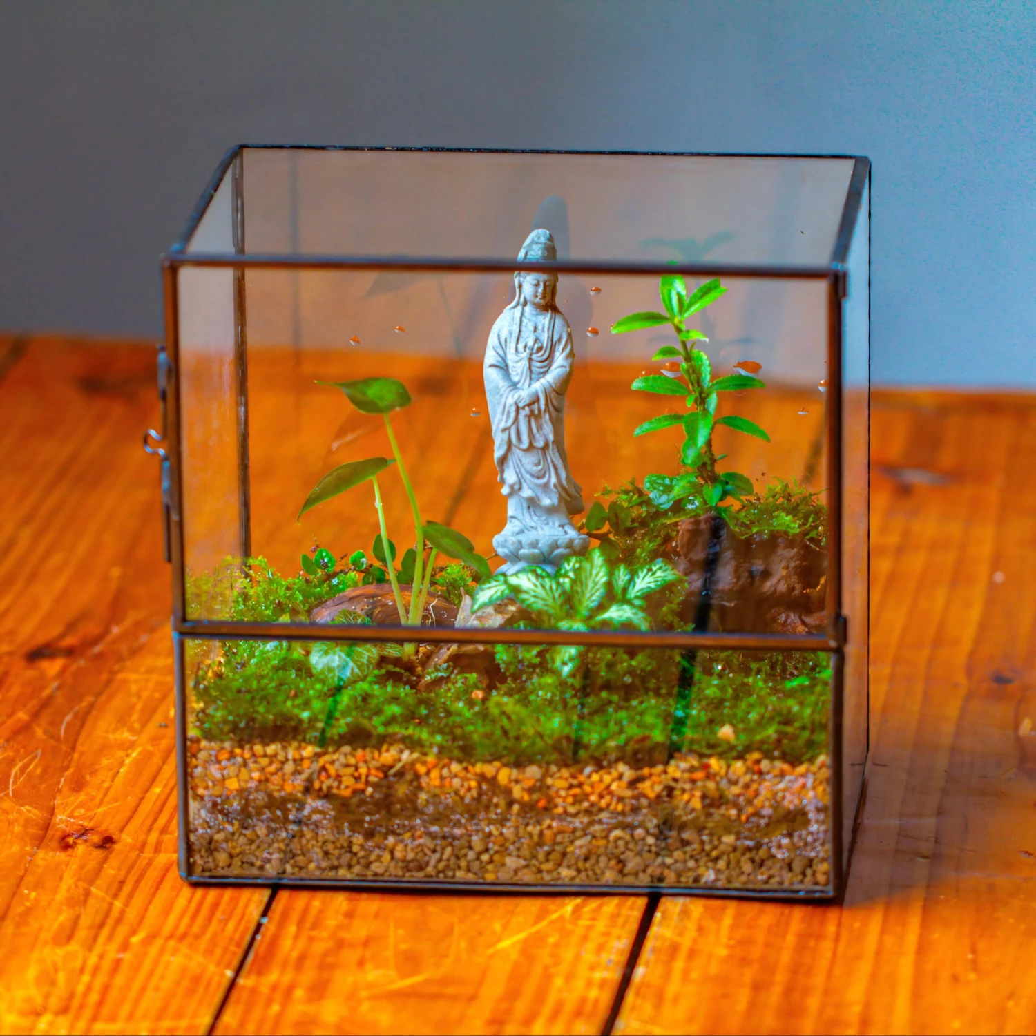 7x7 Inches Glass Terrarium With Side Door, For Moss 1 7x7 Inches Glass Terrarium With Side Door, For Moss