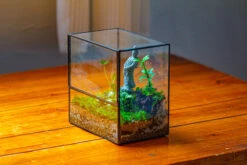 7x7 Inches Glass Terrarium With Side Door, For Moss 22 7x7 Inches Glass Terrarium With Side Door, For Moss -Glass Plant Store IMG 1960