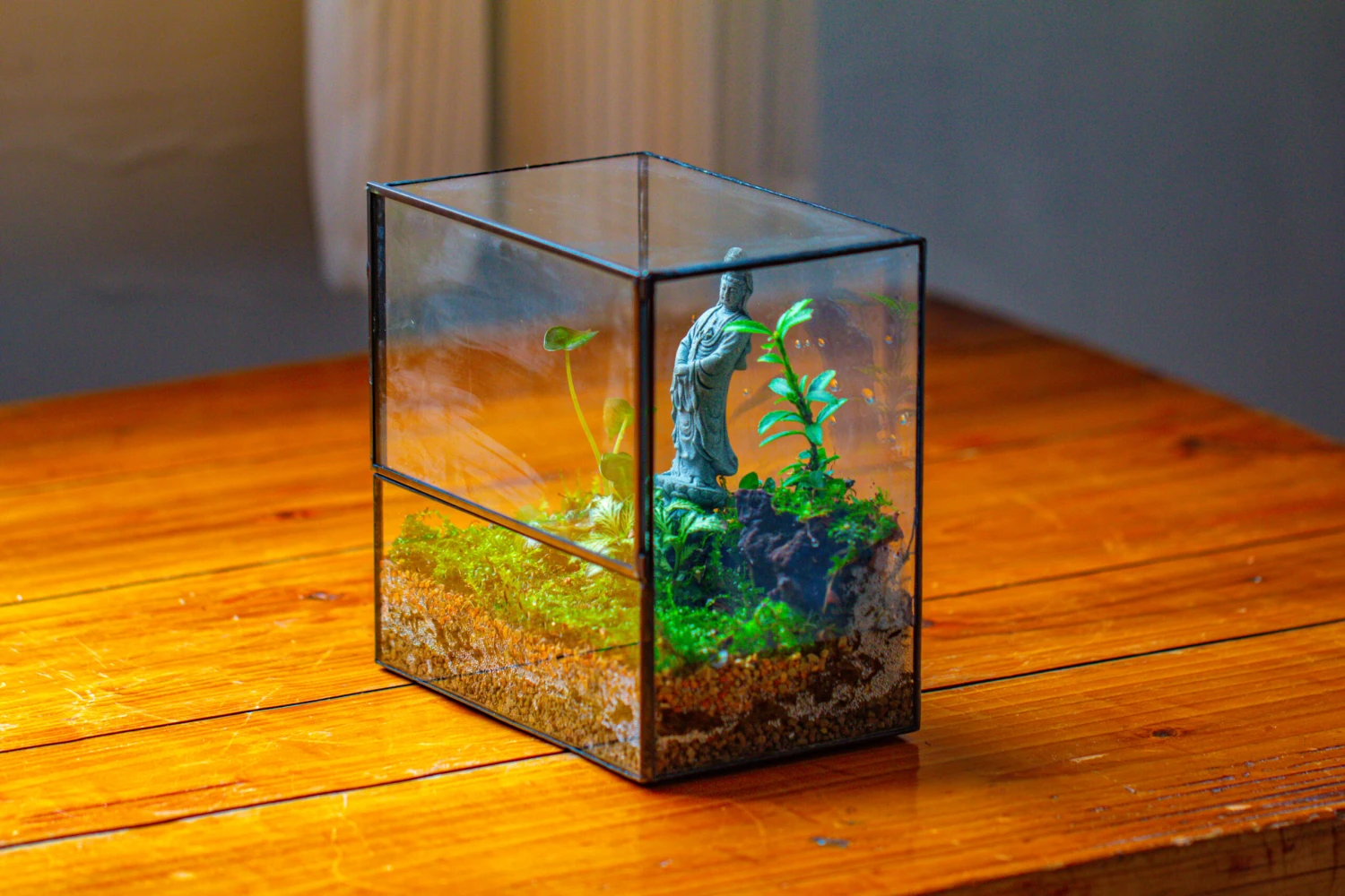 7x7 Inches Glass Terrarium With Side Door, For Moss 9 7x7 Inches Glass Terrarium With Side Door, For Moss - Image 9