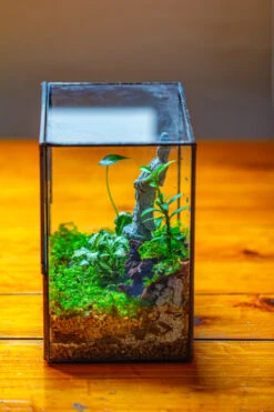 7x7 Inches Glass Terrarium With Side Door, For Moss 23 7x7 Inches Glass Terrarium With Side Door, For Moss -Glass Plant Store IMG 1961