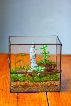 7x7 Inches Glass Terrarium With Side Door, For Moss 24 7x7 Inches Glass Terrarium With Side Door, For Moss -Glass Plant Store IMG 1962 6