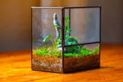 7x7 Inches Glass Terrarium With Side Door, For Moss 26 7x7 Inches Glass Terrarium With Side Door, For Moss -Glass Plant Store IMG 1964 d88a72fa de6e 4680 84c0 3f45784fe449