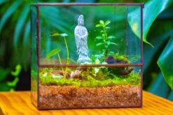 7x7 Inches Glass Terrarium With Side Door, For Moss 16 7x7 Inches Glass Terrarium With Side Door, For Moss -Glass Plant Store IMG 1967