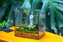 7x7 Inches Glass Terrarium With Side Door, For Moss 17 7x7 Inches Glass Terrarium With Side Door, For Moss -Glass Plant Store IMG 1968