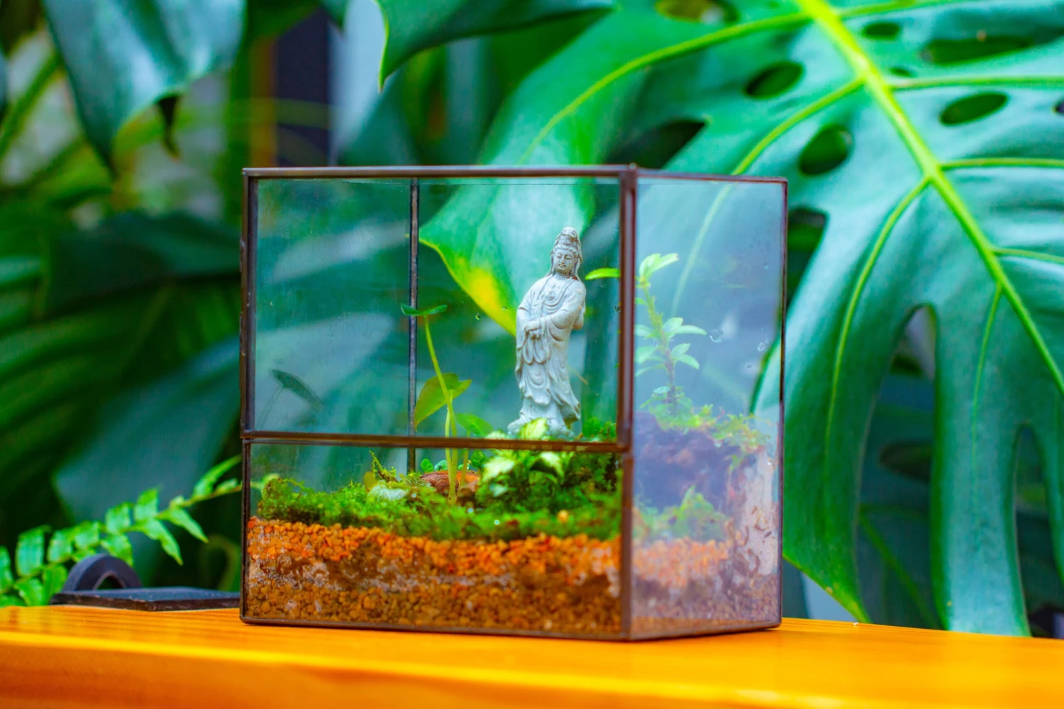 7x7 Inches Glass Terrarium With Side Door, For Moss 5 7x7 Inches Glass Terrarium With Side Door, For Moss - Image 5