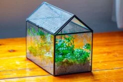 Handmade Close House-shaped Glass Terrarium Enclosure, With Acrylic Mesh Vent, For Jumping Spider, Snail Habitat, Terrarium Only -Glass Plant Store IMG 2027