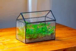 Handmade Close House-shaped Glass Terrarium Enclosure, With Acrylic Mesh Vent, For Jumping Spider, Snail Habitat, Terrarium Only -Glass Plant Store IMG 2029