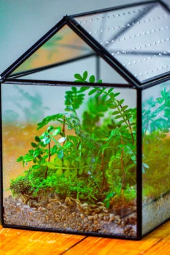 Handmade Close House-shaped Glass Terrarium Enclosure, With Acrylic Mesh Vent, For Jumping Spider, Snail Habitat, Terrarium Only -Glass Plant Store IMG 2035 2 1fe1e77f 2971 47cd 994d 872b3b102f95