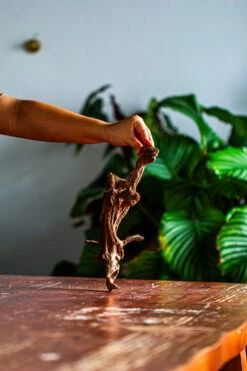 Natural Driftwood For Moss Terrarium, Miniature, Micro Landscape, Unique 12-44, Suitable For Both Live And Preserved Moss -Glass Plant Store IMG 2100