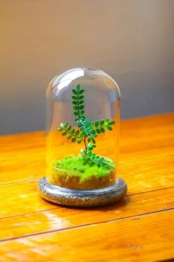 Cloche With Base 20CM Glass Dome / Round Head Glass Cloche Dome Cover Terrarium Container With Without Airhole For Venus Flytrap -Glass Plant Store IMG 2107 c7b6a00c eb3d 45ca bec5 a62d0b413030