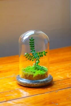 Cloche With Base 20CM Glass Dome / Round Head Glass Cloche Dome Cover Terrarium Container With Without Airhole For Venus Flytrap -Glass Plant Store IMG 2108 8b5df326 80b0 47b6 90f6 f3b7ddc444b8