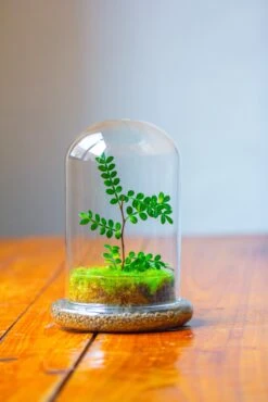 Cloche With Base 20CM Glass Dome / Round Head Glass Cloche Dome Cover Terrarium Container With Without Airhole For Venus Flytrap -Glass Plant Store IMG 2109 00888fce 054c 4f9b 8f32 d468aa6e0000