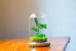 Cloche With Base 20CM Glass Dome / Round Head Glass Cloche Dome Cover Terrarium Container With Without Airhole For Venus Flytrap -Glass Plant Store IMG 2110 27738d2f 29d4 44c2 89c9 d42157a8c429