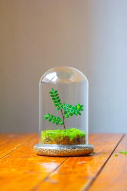 Cloche With Base 20CM Glass Dome / Round Head Glass Cloche Dome Cover Terrarium Container With Without Airhole For Venus Flytrap -Glass Plant Store IMG 2111 1c071bf5 af1a 4a93 9c7c f69920a15678