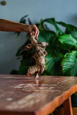 Natural Driftwood For Moss Terrarium, Miniature, Micro Landscape, Unique 12-62, Suitable For Both Live And Preserved Moss -Glass Plant Store IMG 2117