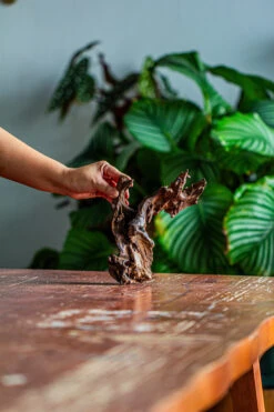 Natural Driftwood For Moss Terrarium, Miniature, Micro Landscape, Unique 12-42, Suitable For Both Live And Preserved Moss -Glass Plant Store IMG 2135