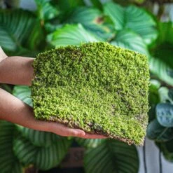 29x30cm Live Dry Hypnum Plumaeforme Wils. Moss For Open Terrarium. Moss Ball