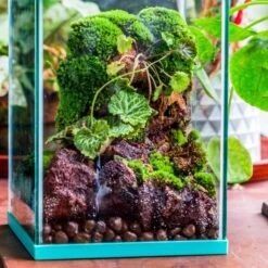 5-8cm Red Horticultural Lava Rock Volcanic Rock For Terrarium, Bonsai Landscape, 500g 25 5-8cm Red Horticultural Lava Rock Volcanic Rock For Terrarium, Bonsai Landscape, 500g -Glass Plant Store IMG 2170 2