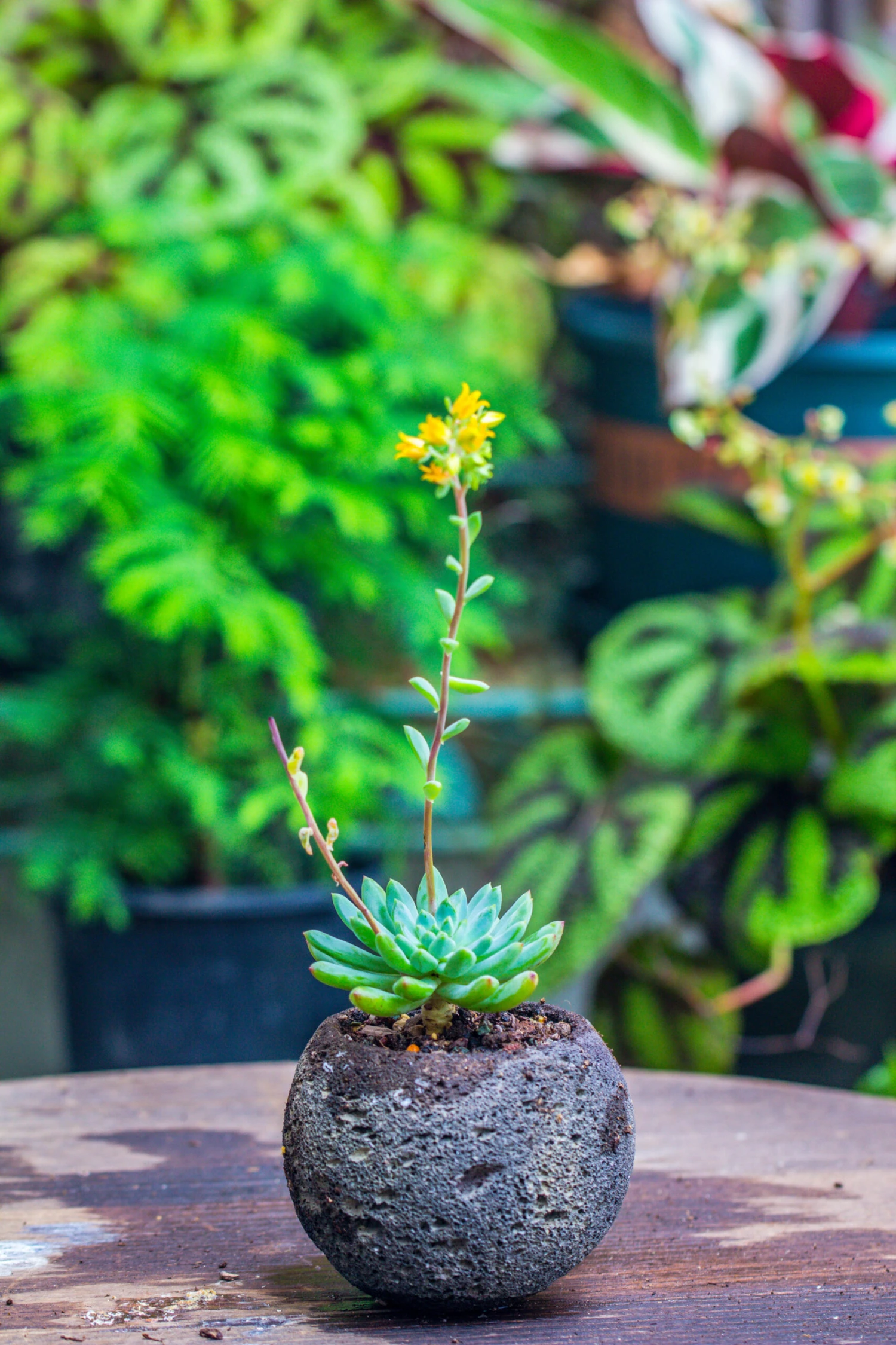 3 Units 8cm / 3.1" Round Black Horticultural Lava Rock Volcanic Rock Planter For Succulents, Moss, Tropical Palants, Terrariums 4 3 Units 8cm / 3.1" Round Black Horticultural Lava Rock Volcanic Rock Planter For Succulents, Moss, Tropical Palants, Terrariums - Image 4