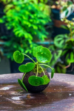 9cm / 3.5" Round Black Horticultural Lava Rock Volcanic Rock Planter For Succulents, Moss, Tropical Palants, Terrariums -Glass Plant Store IMG 2203 2