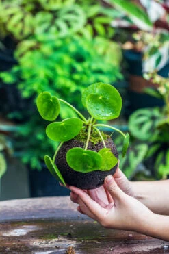 9cm / 3.5" Round Black Horticultural Lava Rock Volcanic Rock Planter For Succulents, Moss, Tropical Palants, Terrariums -Glass Plant Store IMG 2205
