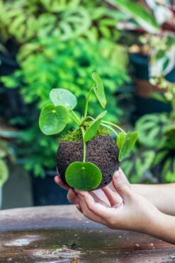 9cm / 3.5" Round Black Horticultural Lava Rock Volcanic Rock Planter For Succulents, Moss, Tropical Palants, Terrariums -Glass Plant Store IMG 2207
