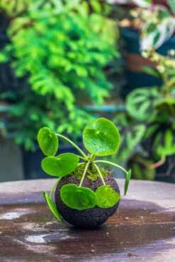 9cm / 3.5" Round Black Horticultural Lava Rock Volcanic Rock Planter For Succulents, Moss, Tropical Palants, Terrariums -Glass Plant Store IMG 2208