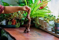 Natural Driftwood For Moss Terrarium, Miniature, Micro Landscape, Unique 12-36, Suitable For Both Live And Preserved Moss -Glass Plant Store IMG 2218