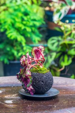 3 Units 10cm / 3.7" Round Red Horticultural Lava Rock Volcanic Rock Planter For Succulents, Moss, Tropical Palants, Terrariums 13 3 Units 10cm / 3.7" Round Red Horticultural Lava Rock Volcanic Rock Planter For Succulents, Moss, Tropical Palants, Terrariums -Glass Plant Store IMG 2219