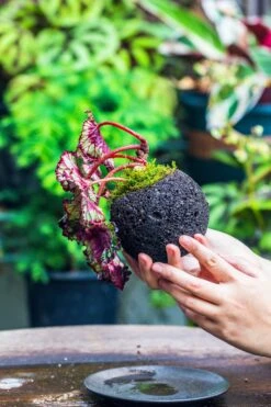 3 Units 10cm / 3.7" Round Red Horticultural Lava Rock Volcanic Rock Planter For Succulents, Moss, Tropical Palants, Terrariums 14 3 Units 10cm / 3.7" Round Red Horticultural Lava Rock Volcanic Rock Planter For Succulents, Moss, Tropical Palants, Terrariums -Glass Plant Store IMG 2221