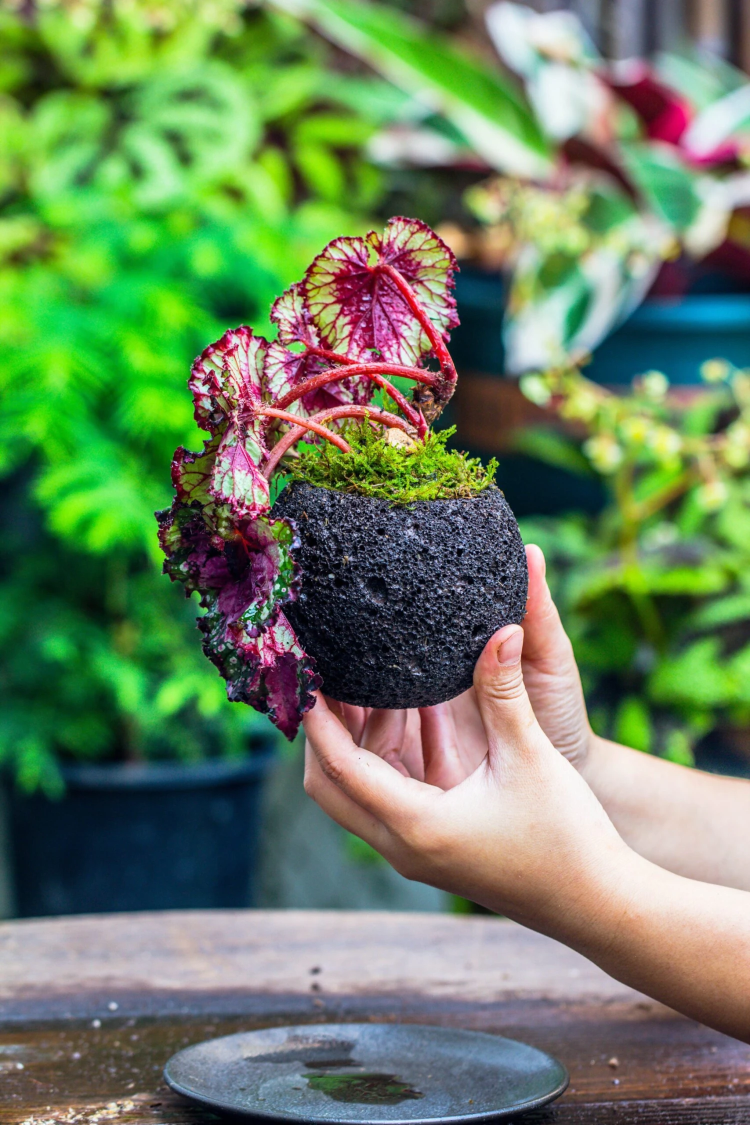 3 Units 10cm / 3.7" Round Red Horticultural Lava Rock Volcanic Rock Planter For Succulents, Moss, Tropical Palants, Terrariums 6 3 Units 10cm / 3.7" Round Red Horticultural Lava Rock Volcanic Rock Planter For Succulents, Moss, Tropical Palants, Terrariums - Image 6