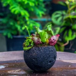 3 Unit 12cm / 4.7" Round Red Horticultural Lava Rock Volcanic Rock Planter For Succulents, Moss, Tropical Palants, Terrariums