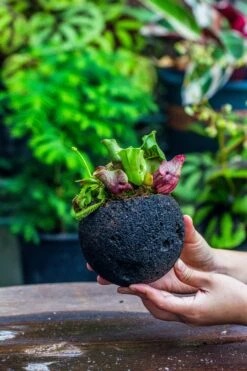 3 Unit 12cm / 4.7" Round Red Horticultural Lava Rock Volcanic Rock Planter For Succulents, Moss, Tropical Palants, Terrariums -Glass Plant Store IMG 2234