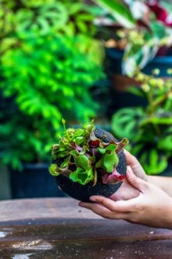 3 Unit 12cm / 4.7" Round Red Horticultural Lava Rock Volcanic Rock Planter For Succulents, Moss, Tropical Palants, Terrariums -Glass Plant Store IMG 2235