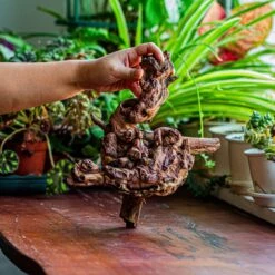 Natural Driftwood For Moss Terrarium, Miniature, Micro Landscape, Unique 12-12, Suitable For Both Live And Preserved Moss