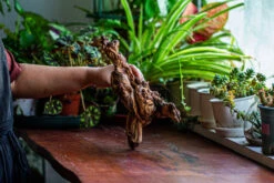 Natural Driftwood For Moss Terrarium, Miniature, Micro Landscape, Unique 12-12, Suitable For Both Live And Preserved Moss -Glass Plant Store IMG 2242