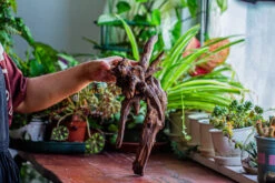 Natural Driftwood For Moss Terrarium, Miniature, Micro Landscape, Unique 12-29, Suitable For Both Live And Preserved Moss -Glass Plant Store IMG 2285