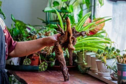 Natural Driftwood For Moss Terrarium, Miniature, Micro Landscape, Unique 12-29, Suitable For Both Live And Preserved Moss -Glass Plant Store IMG 2287