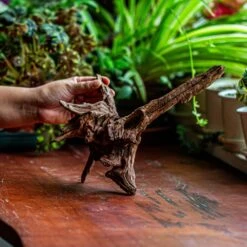 Glass Plant Store -Glass Plant Store IMG 2308