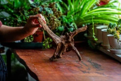 Natural Driftwood For Moss Terrarium, Miniature, Micro Landscape, Unique 12-5, Suitable For Both Live And Preserved Moss -Glass Plant Store IMG 2309