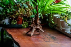 Natural Driftwood For Moss Terrarium, Miniature, Micro Landscape, Unique 12-5, Suitable For Both Live And Preserved Moss -Glass Plant Store IMG 2311