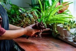 Natural Driftwood For Moss Terrarium, Miniature, Micro Landscape, Unique 12-27, Suitable For Both Live And Preserved Moss -Glass Plant Store IMG 2317