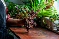 Natural Driftwood For Moss Terrarium, Miniature, Micro Landscape, Unique 12-27, Suitable For Both Live And Preserved Moss -Glass Plant Store IMG 2319