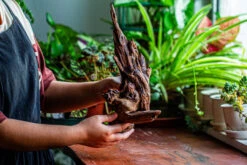 Natural Driftwood For Moss Terrarium, Miniature, Micro Landscape, Unique 12-27, Suitable For Both Live And Preserved Moss -Glass Plant Store IMG 2321 a4d2e4aa 077a 4fa9 a310 5b879ebd68ac